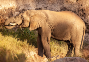Machaba Zimbabwe Deteema Camp Gallery 04