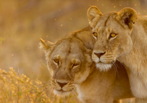 Machaba Safaris Wildlife Predator Lion Looking
