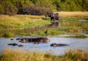 Machaba Machaba Experience Safari Mvr 029