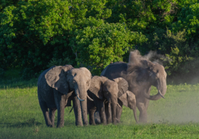 Machaba Safaris Web Wildlife Other Elephant Dust Bathing