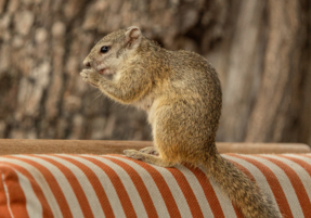 Machaba Safaris Web Wildlife Other Ground Squirrel