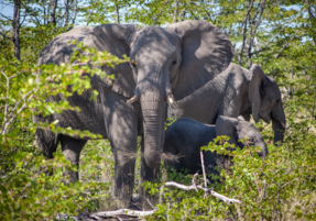 Machaba Gomoti Experience Safari Mvr 066