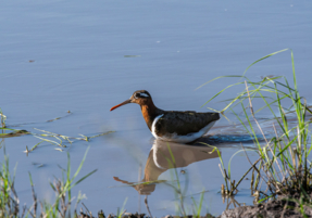 Machaba Safaris Web Wildlife Bird Safari Greater Painter Snipe