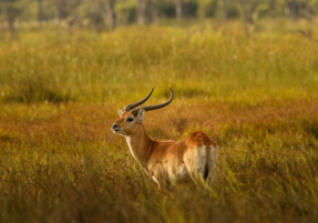 Machaba Safaris Web Wildlife Other Impala Ram