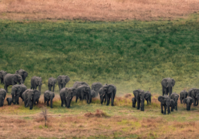 Machaba Destination Botswana Okavango Delta Gallery 15