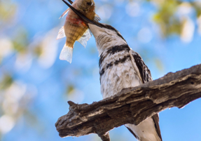 Machaba Safaris Experience Safari Highlights 02