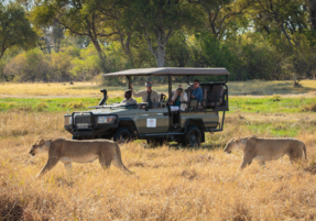 Machaba Safaris Experience Safari Highlights 18