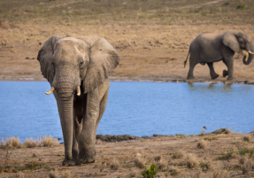 Machaba Gallery Wildlife Elephant Close Up