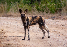 Machaba Deteema Experience Safari Mvr 011
