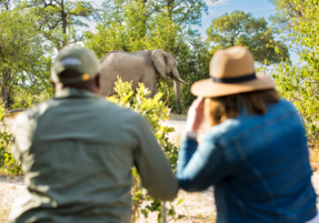 Machaba Safaris Web Botswana Machaba Camp Gallery Experiences Wildlife