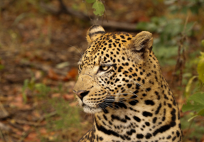 Machaba Safaris Web Wildlife Predators Stoic Leopard