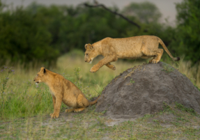 Machaba Safaris Wildlife Predator Lionesses