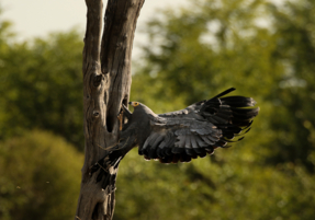 Machaba Safaris Web Wildlife Bird Safari African Harrier Hawk