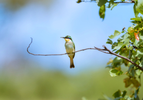 Machaba Safaris Experience Safari Birding 19