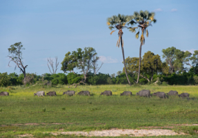 Machaba Safaris Web Wildlife Other Grazing Buffalo