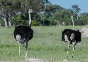 Machaba Safaris Web Experience Birding Safari Ostrich