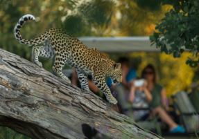 Machaba Safaris Experience Safari Game Drive 14