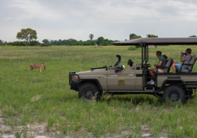 Machaba Safaris Web Kiri Camp Gallery Activities Game Drive Lions