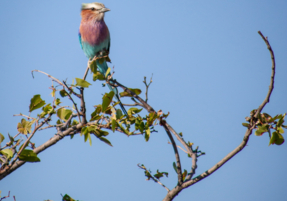 Machaba Gomoti Experience Safari Mvr 050