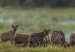 Hyenas Can Always Be Found Feasting On A Carcass