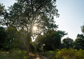 Machaba Destination Zimbabwe Mana Pools Park Gallery 11