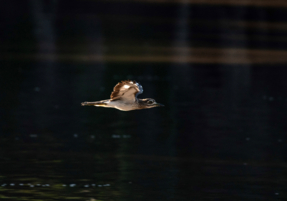 Machaba Safaris Experience Safari Birding 13