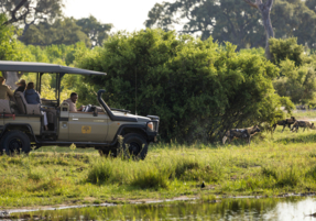 Machaba Safaris Web Experience Gamedrives Wilddogs