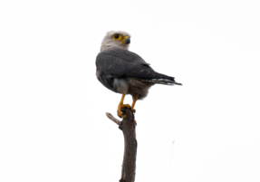 Machaba Safaris Web Wildlife Bird Safari Sooty Falcon