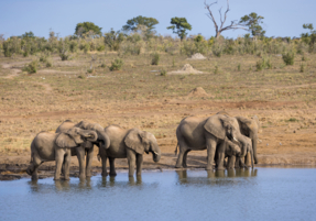 Machaba Gallery Destinations Hwange Elephant Herd