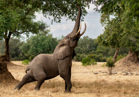 Machaba Destination Zimbabwe Mana Pools Park Gallery 01