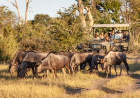 Machaba Safaris Experience Safari Game Drive 09