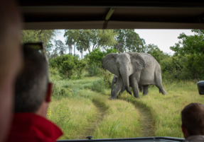 Machaba Safaris Experience Safari Game Drive 21