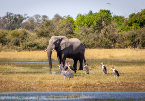 Machaba Safaris Experience Safari Mokoro Boat 02