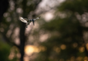 Machaba Zimbabwe Ingwe Camp Gallery 08