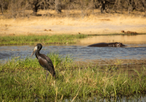 Machaba Safaris Experience Safari Mokoro Boat 13