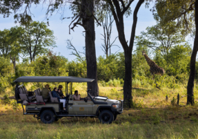 Machaba Safaris Web Experience Gamedrives Giraffe