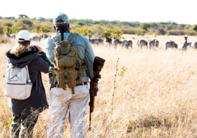 Machaba Gallery Experience Walking Safari Zebras