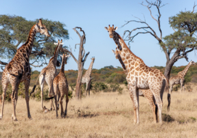 Machaba Verneys Experience Safari Mvr 022