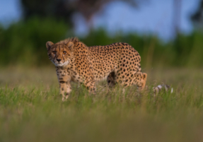 Machaba Safaris Wildlife Predator Cheetah Looking