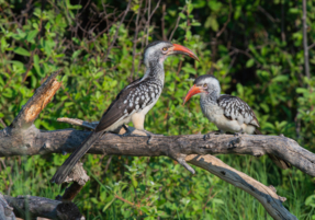 Machaba Safaris Web Experience Birding Safari Hornbills