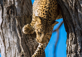 B0639554 6176 41fa 8d29 9be05ff4db26