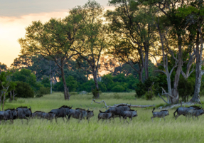Machaba Safaris Web Wildlife Other Wildebeest