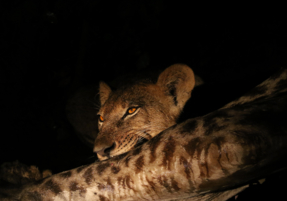 Machaba Safaris Web Experience Night Safari Lion