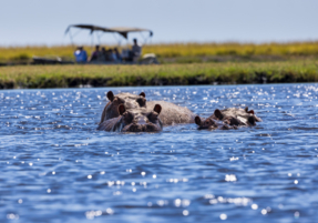 Machaba Safaris Web Destinations Chobe Hippos In Water