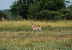 Machaba Safaris Web Wildlife Other Water Buck