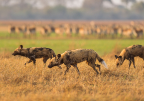 Machaba Safaris Wildlife Predator Hyenas Group