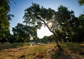 Machaba Destination Zimbabwe Mana Pools Park Gallery 07