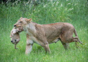 Machaba Safaris Web Wildlife Predators Lioness Carrying Cub
