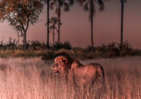 Machaba Safaris Experience Night Safari 08
