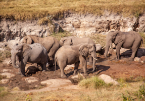 Machaba Zimbabwe Deteema Camp Gallery 25